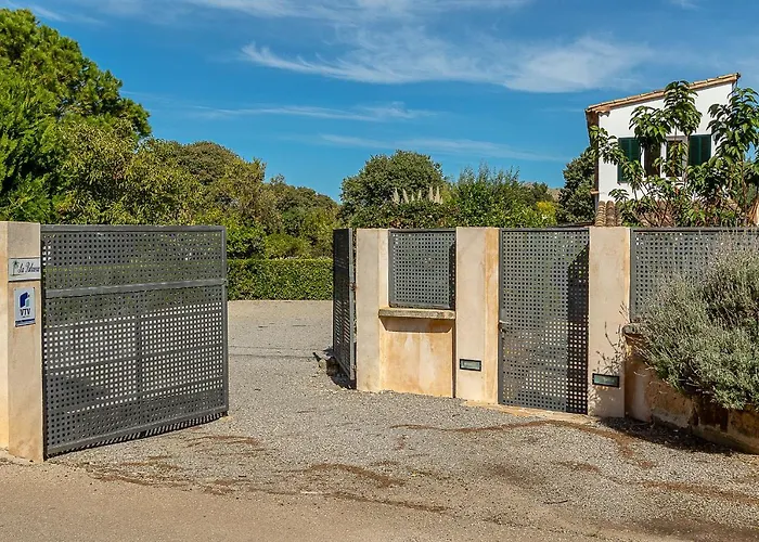 Palmeras 4 Personas Cerca Del Pueblo De Villa Pollenca